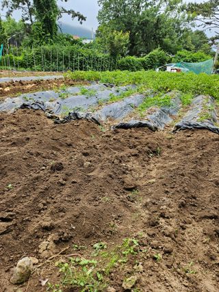 이영재님의 감자 · 자유게시판 작성글 사진