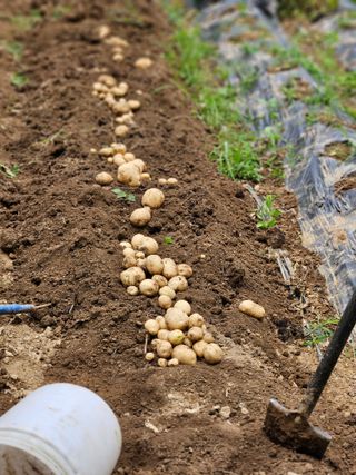 이영재님의 감자 · 자유게시판 작성글 사진
