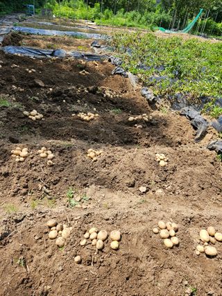 이영재님의 감자 · 자유게시판 작성글 사진