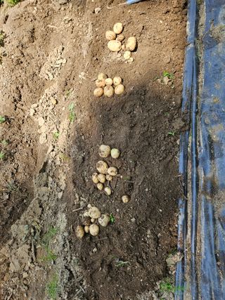 이영재님의 감자 · 자유게시판 작성글 사진