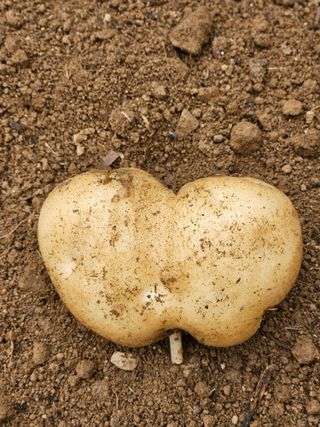 이영재님의 감자 · 자유게시판 작성글 사진