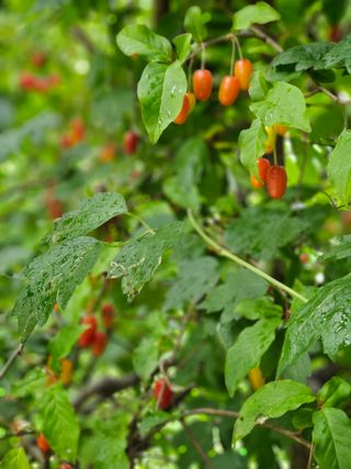 이영재님의 감자 · 자유게시판 작성글 사진