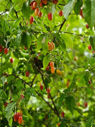 이영재님의 감자 · 자유게시판 작성글 사진