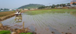 김형환 님의 벼 · 자유게시판 작성글 사진