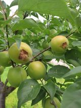 팜모닝 매실·병해충상담 게시글 이미지