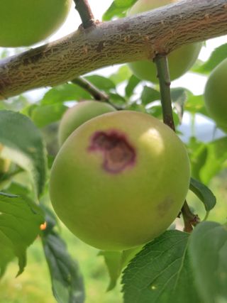 홍경식님의 매실 · 병해충상담 작성글 사진