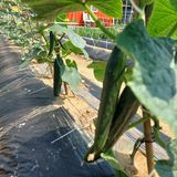 팜모닝 우리동네·동네수다 게시글 이미지