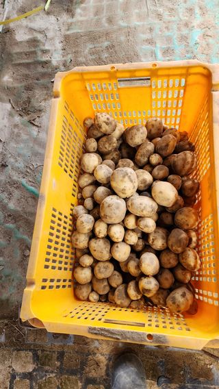 김정임님의 감자 · 자유게시판 작성글 사진