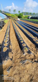 팜모닝 참깨·자유게시판 게시글 이미지