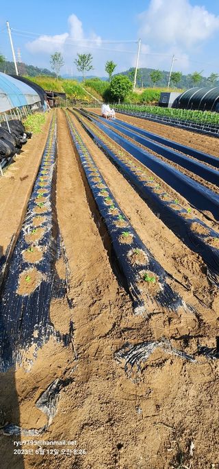 김정임님의 참깨 · 자유게시판 작성글 사진