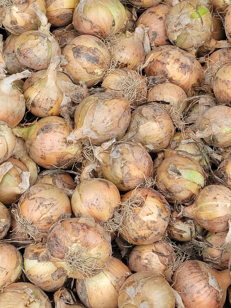 장터 상품 [양파10k. 15k] 썸네일