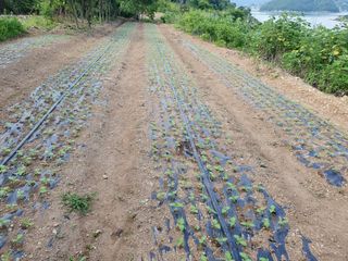 시골농부님의 참깨 · 자유게시판 작성글 사진