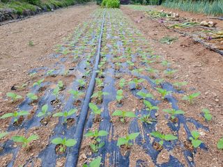 시골농부님의 참깨 · 자유게시판 작성글 사진