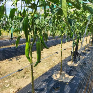 김기택님의 고추 · 파종•정식 작성글 사진