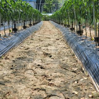 김기택님의 고추 · 파종•정식 작성글 사진