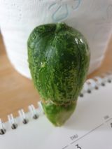 팜모닝 오이·자유게시판 게시글 이미지