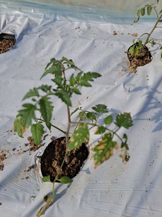 최태숙님의 토마토 · 병해충상담 작성글 사진