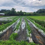 팜모닝 옥수수·자유게시판 게시글 이미지