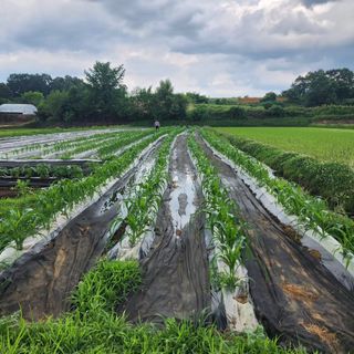 권지연.옥천.님의 옥수수 · 자유게시판 작성글 사진