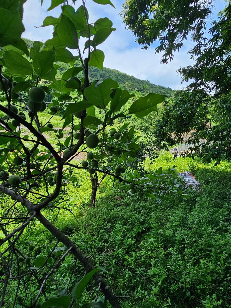 장터 상품 [매실 5.2kg 개복숭아 5.2kg] 썸네일