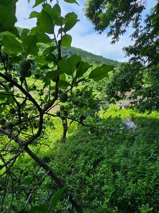 행운아님의 작성글 사진