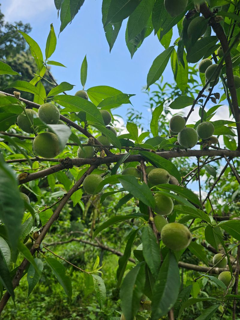 행운아님의 장터 판매 상품 [매실 5.2kg 개복숭아 5.2kg] 첨부 사진