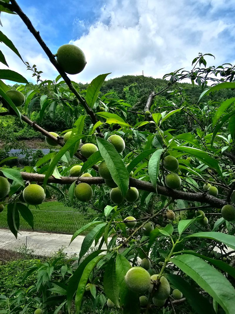 행운아님의 장터 판매 상품 [매실 5.2kg 개복숭아 5.2kg] 첨부 사진