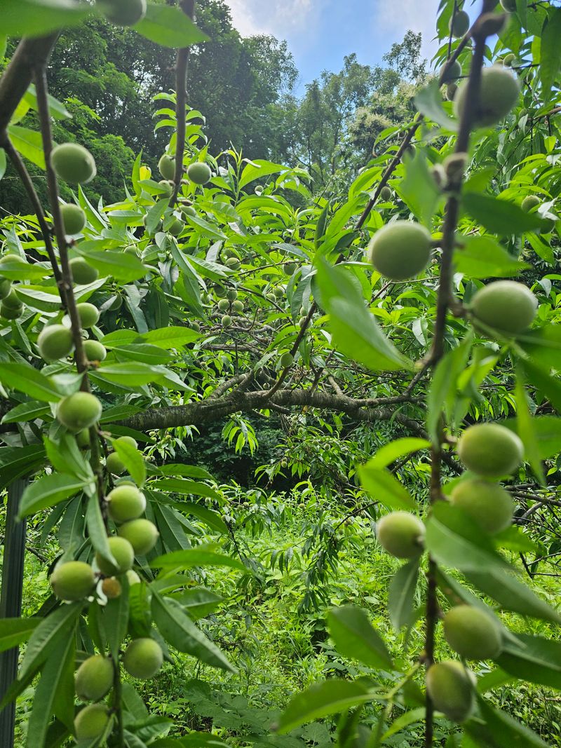 행운아님의 장터 판매 상품 [매실 5.2kg 개복숭아 5.2kg] 첨부 사진