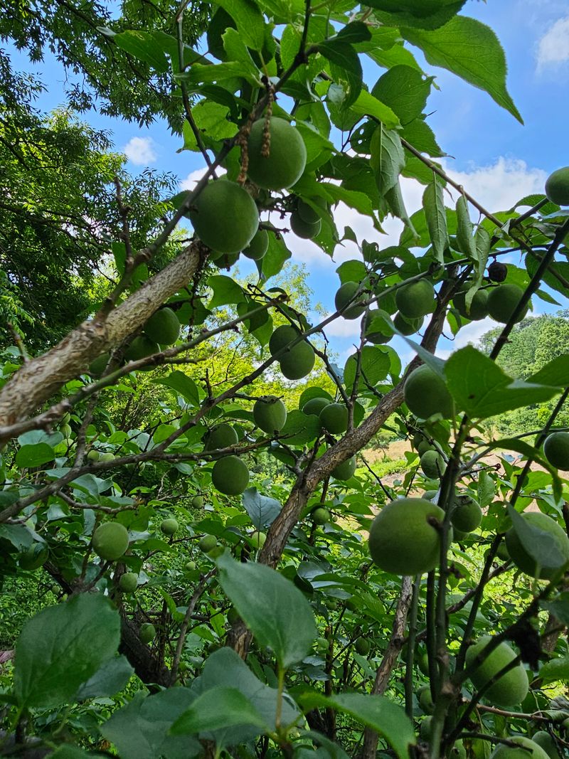 행운아님의 장터 판매 상품 [매실 5.2kg 개복숭아 5.2kg] 첨부 사진