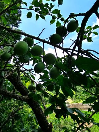 행운아님의 작성글 사진
