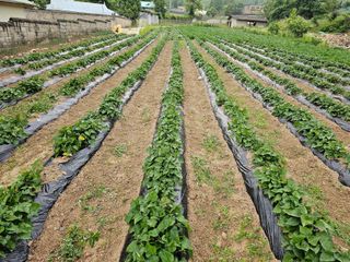 조순귀창원성산구사파님의 고구마 · 자유게시판 작성글 사진