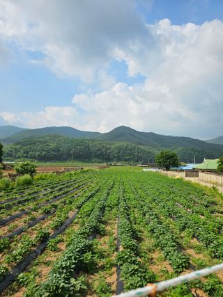 조순귀창원성산구사파님의 고구마 · 자유게시판 작성글 사진