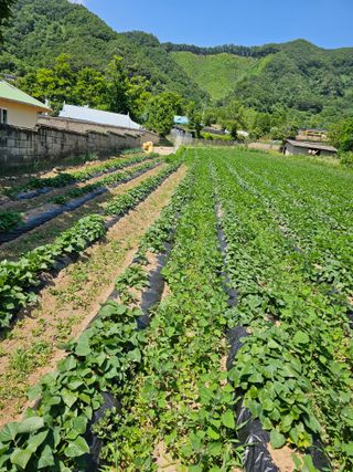 조순귀창원성산구사파님의 고구마 · 자유게시판 작성글 사진