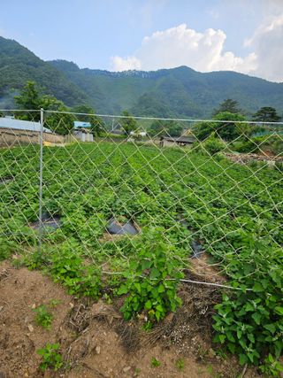 조순귀창원성산구사파님의 고구마 · 자유게시판 작성글 사진