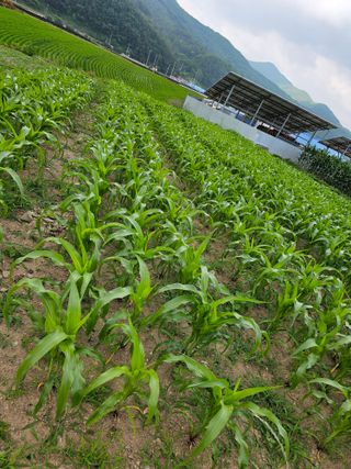 조순귀창원성산구사파님의 고구마 · 자유게시판 작성글 사진