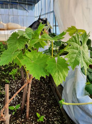 멋진여성농님의 고추 · 병해충상담 작성글 사진