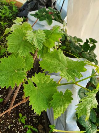 멋진여성농님의 고추 · 병해충상담 작성글 사진