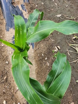 손정아님의 옥수수 · 병해충상담 작성글 사진