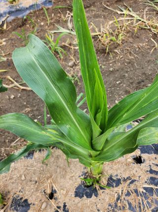 손정아님의 옥수수 · 병해충상담 작성글 사진