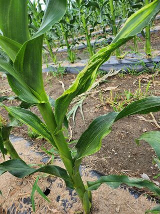 손정아님의 옥수수 · 병해충상담 작성글 사진