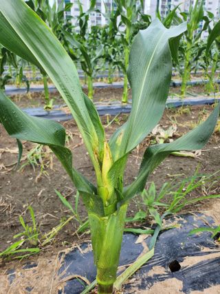 손정아님의 옥수수 · 병해충상담 작성글 사진