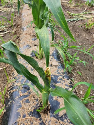 손정아님의 옥수수 · 병해충상담 작성글 사진