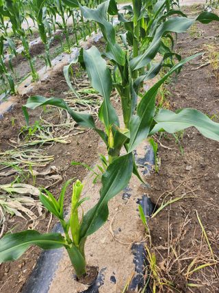 손정아님의 옥수수 · 병해충상담 작성글 사진