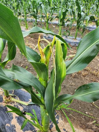 손정아님의 옥수수 · 병해충상담 작성글 사진