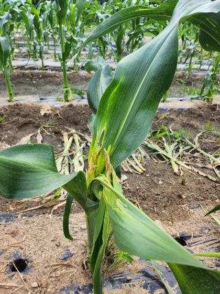 손정아님의 옥수수 · 병해충상담 작성글 사진