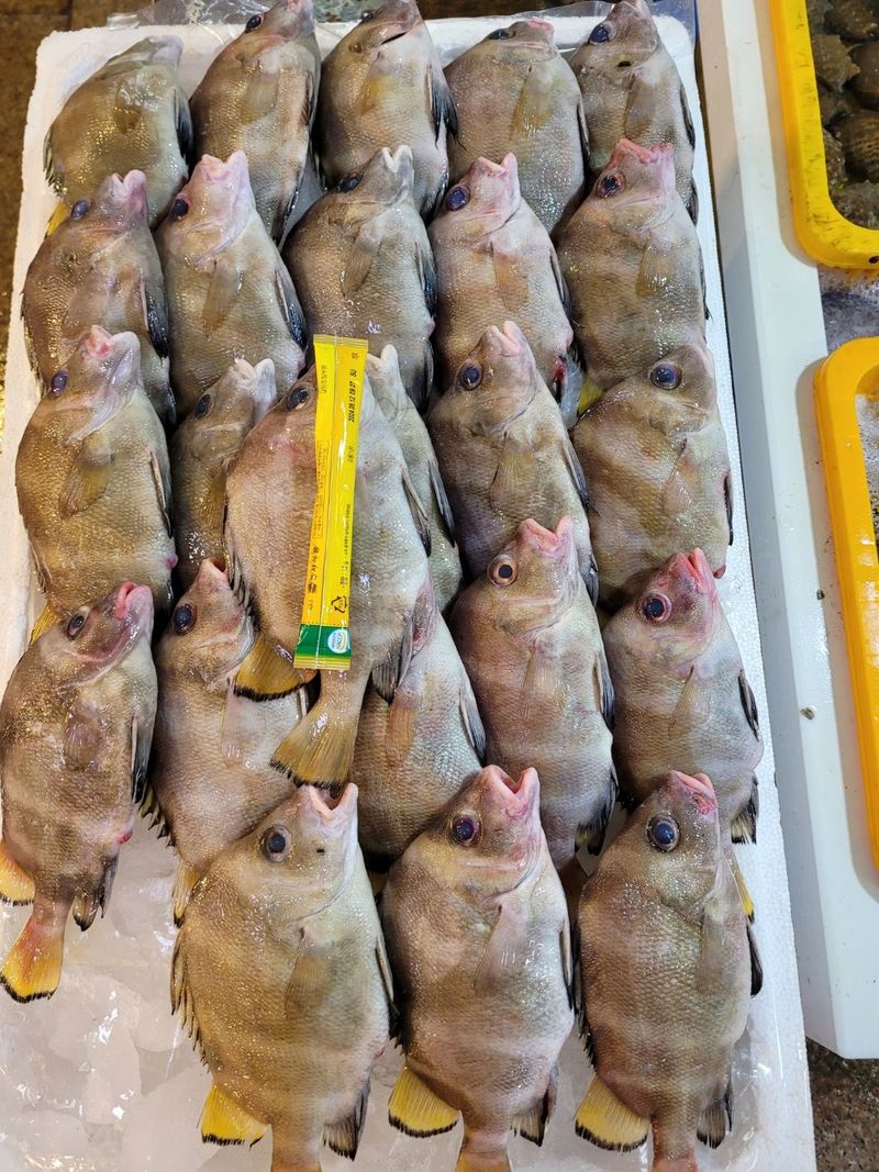 장터 상품 [딱돔/군평선이/새서방고기 2kg 9-13마리] 썸네일