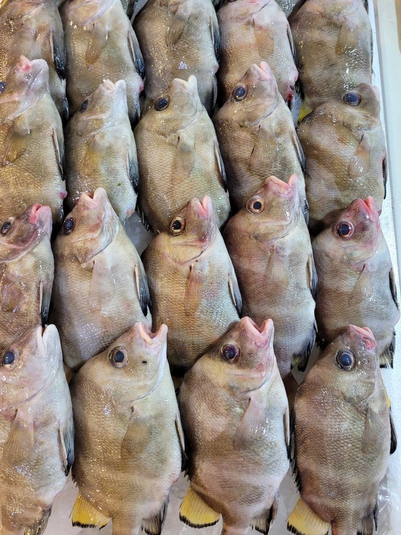 목포제주수산님의 장터 판매 상품 [딱돔/군평선이/새서방고기 2kg 9-13마리] 첨부 사진