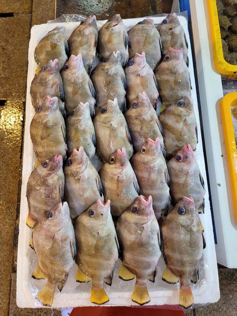 목포제주수산님의 장터 판매 상품 [딱돔/군평선이/새서방고기 2kg 9-13마리] 첨부 사진