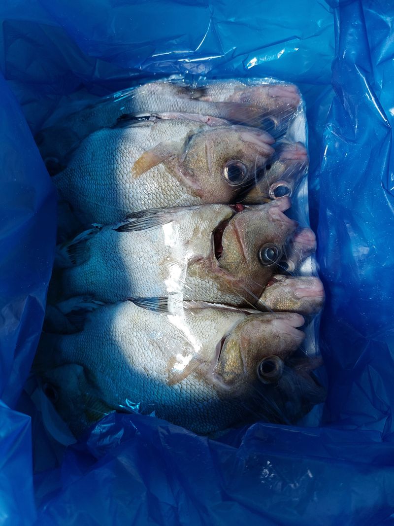 목포제주수산님의 장터 판매 상품 [딱돔/군평선이/새서방고기 2kg 9-13마리] 첨부 사진