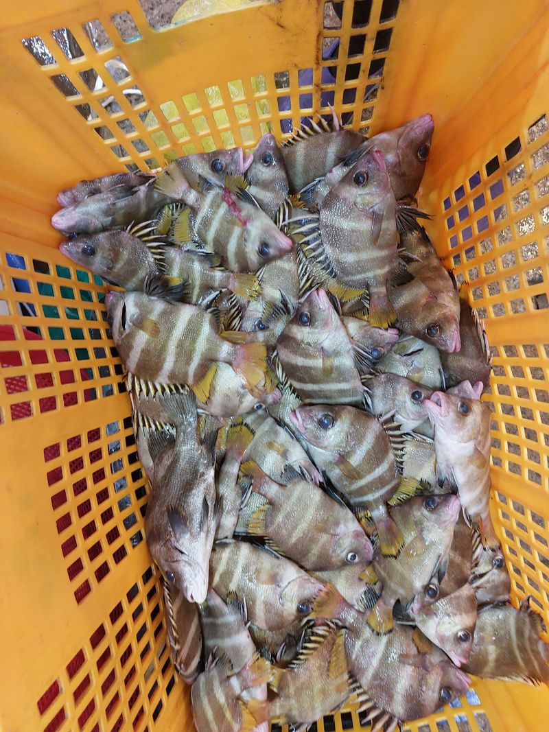 목포제주수산님의 장터 판매 상품 [딱돔/군평선이/새서방고기 2kg 9-13마리] 첨부 사진